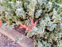 Dicliptera suberecta