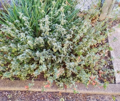 Dicliptera suberecta