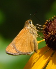 Hesperia meskei