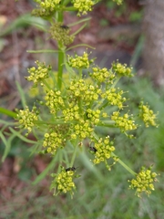 Arracacia tolucensis