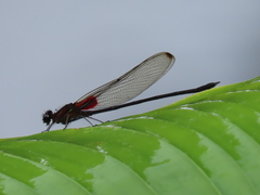 Hetaerina cruentata