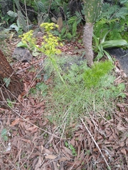Arracacia tolucensis