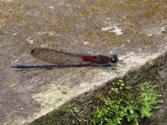 Hetaerina cruentata