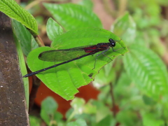 Hetaerina cruentata