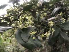 Euonymus spraguei