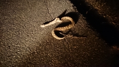 Macrovipera lebetinus