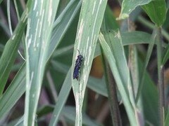 Hermetia illucens