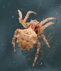 Acanthepeira