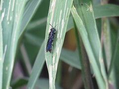 Hermetia illucens