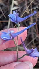 Delphinium gracile