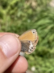 Coenonympha gardetta