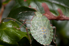 Pentatomidae