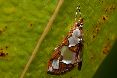 Lepidoptera