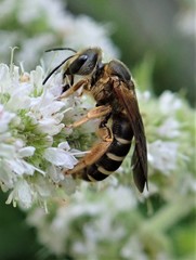 Halictus parallelus
