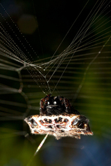Gasteracantha cancriformis