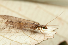 Isostenosmylus
