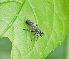 Laphria sicula