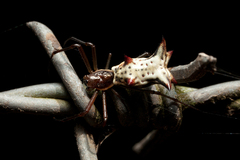 Micrathena nigrichelis