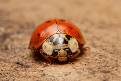 Harmonia axyridis