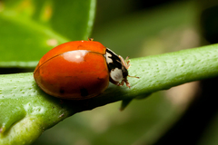 Harmonia axyridis