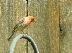 Haemorhous mexicanus