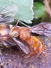 Oxytrigona
