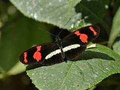 Heliconius telesiphe