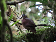 Zentrygon chiriquensis