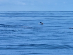 Stenella coeruleoalba
