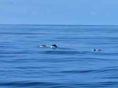 Stenella coeruleoalba