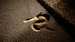 Macrovipera lebetinus