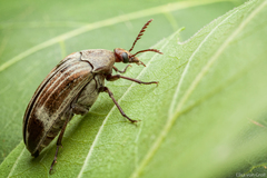 Pelecotomoides