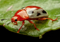 Mycotretus rhodosomus
