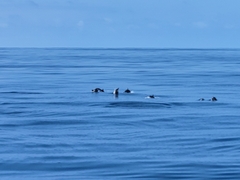 Stenella coeruleoalba
