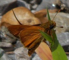 Hesperia meskei