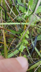 Campanula californica