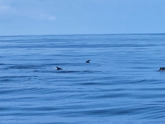 Stenella coeruleoalba