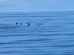Stenella coeruleoalba