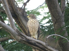 Rupornis magnirostris