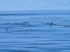 Stenella coeruleoalba