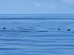 Stenella coeruleoalba