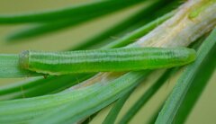 Pristiphora laricis
