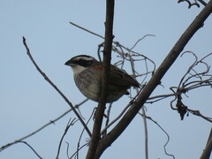 Peucaea ruficauda