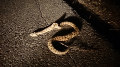 Macrovipera lebetinus