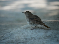 Luscinia megarhynchos