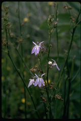 Lobelia boykinii