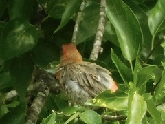 Haemorhous mexicanus