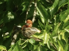 Haemorhous mexicanus