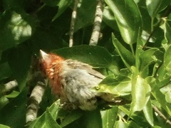 Haemorhous mexicanus