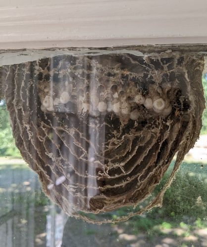 Bald-faced Hornet, photo 6 of 10